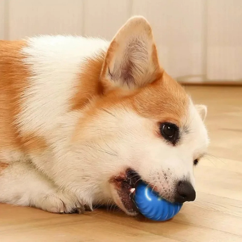 كرة لعبة للكلاب تتحرك تلقائيًا - مراجعة Automatic Moving Dog Ball وسعره