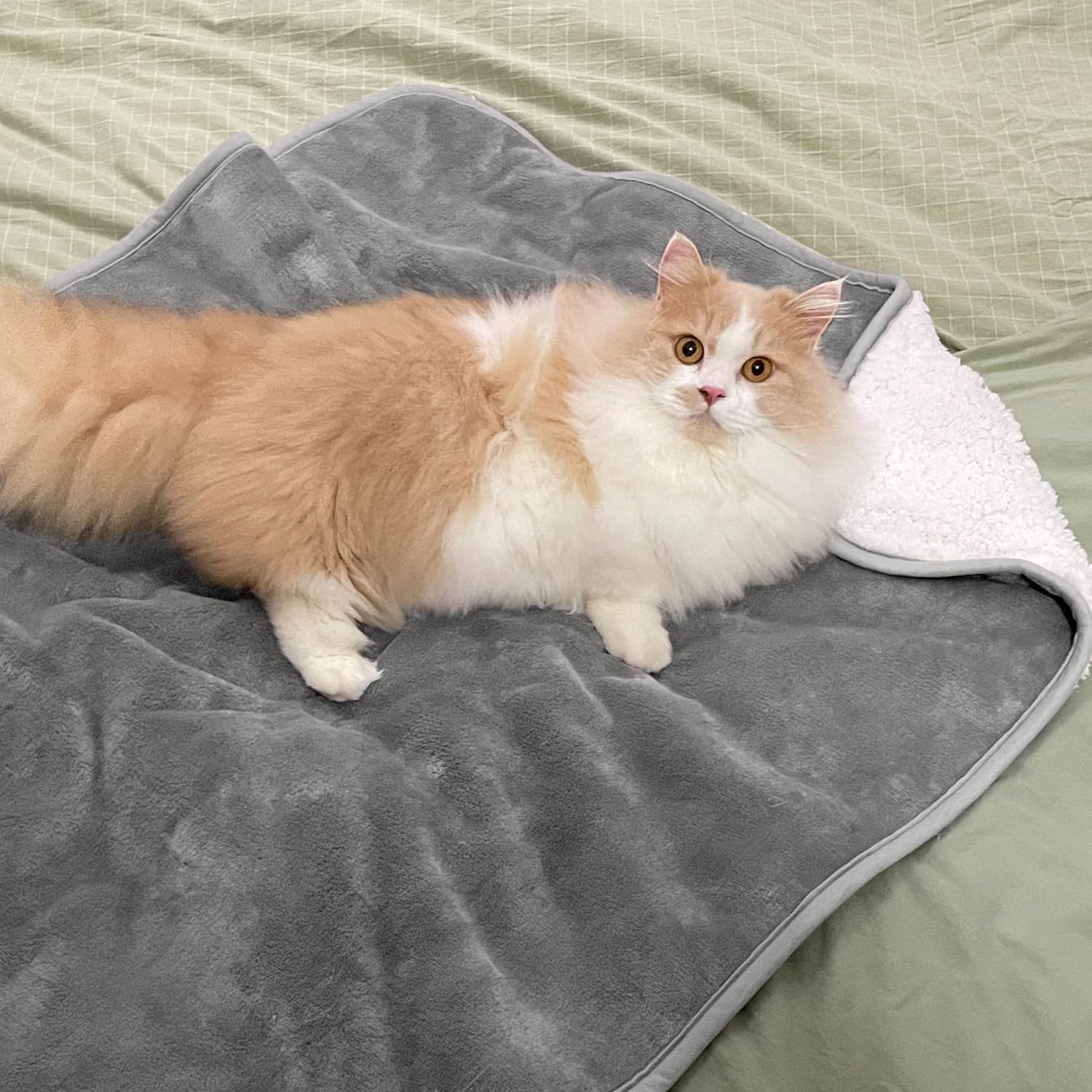 بطانية للحيوانات الأليفة بلون  - مراجعة Pet Beds وسعره