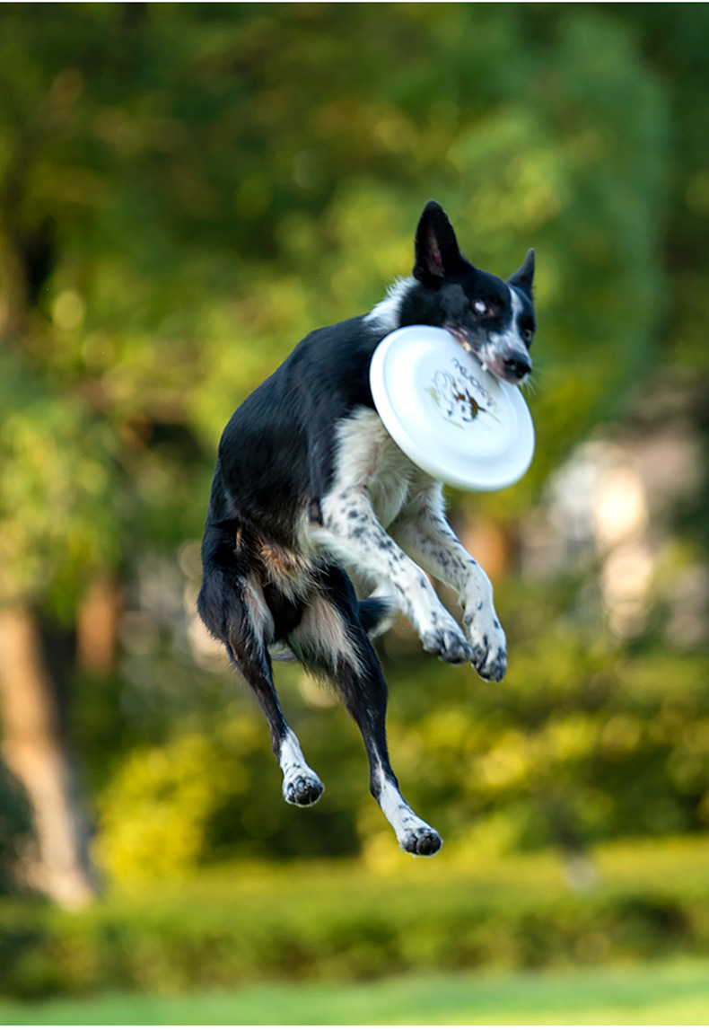 ألعاب قرص طائر مقاوم للدغة من  - مراجعة Flying Disc Dog Training Toy وسعره